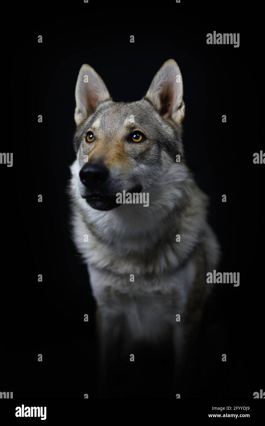 abrelatas brillante Risa Atento Wolfdog checoslovaco mirando con curiosidad sobre fondo negro Fotografía de stock - Alamy abrelatas brillante Risa Atento Wolfdog checoslovaco mirando con curiosidad sobre fondo negro Fotografía de stock - Alamy