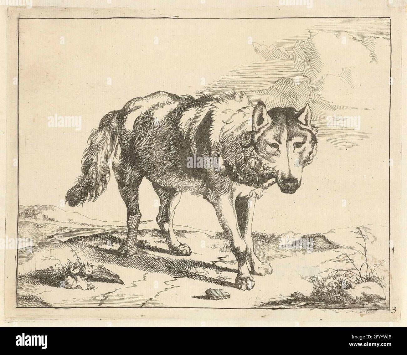 Visto lobo de pie desde el frente; Predadores y jabalíes Fotografía de  stock - Alamy