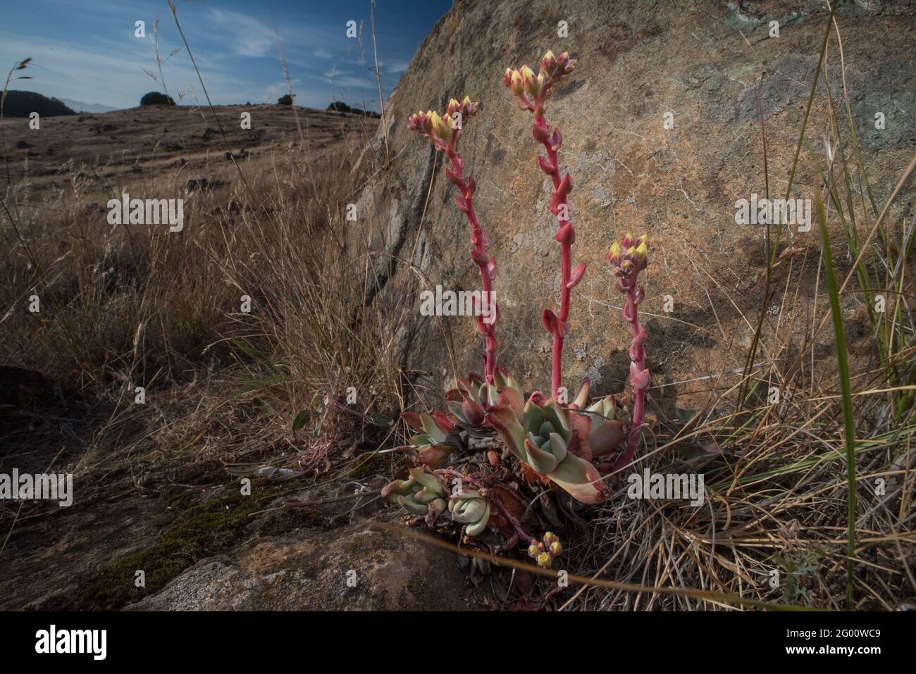 La lechuga de bluff (Dudleya farinosa) es una planta suculenta que crece en California, a veces está dirigida a la caza furtiva y la recolección ilegal. Foto de stock