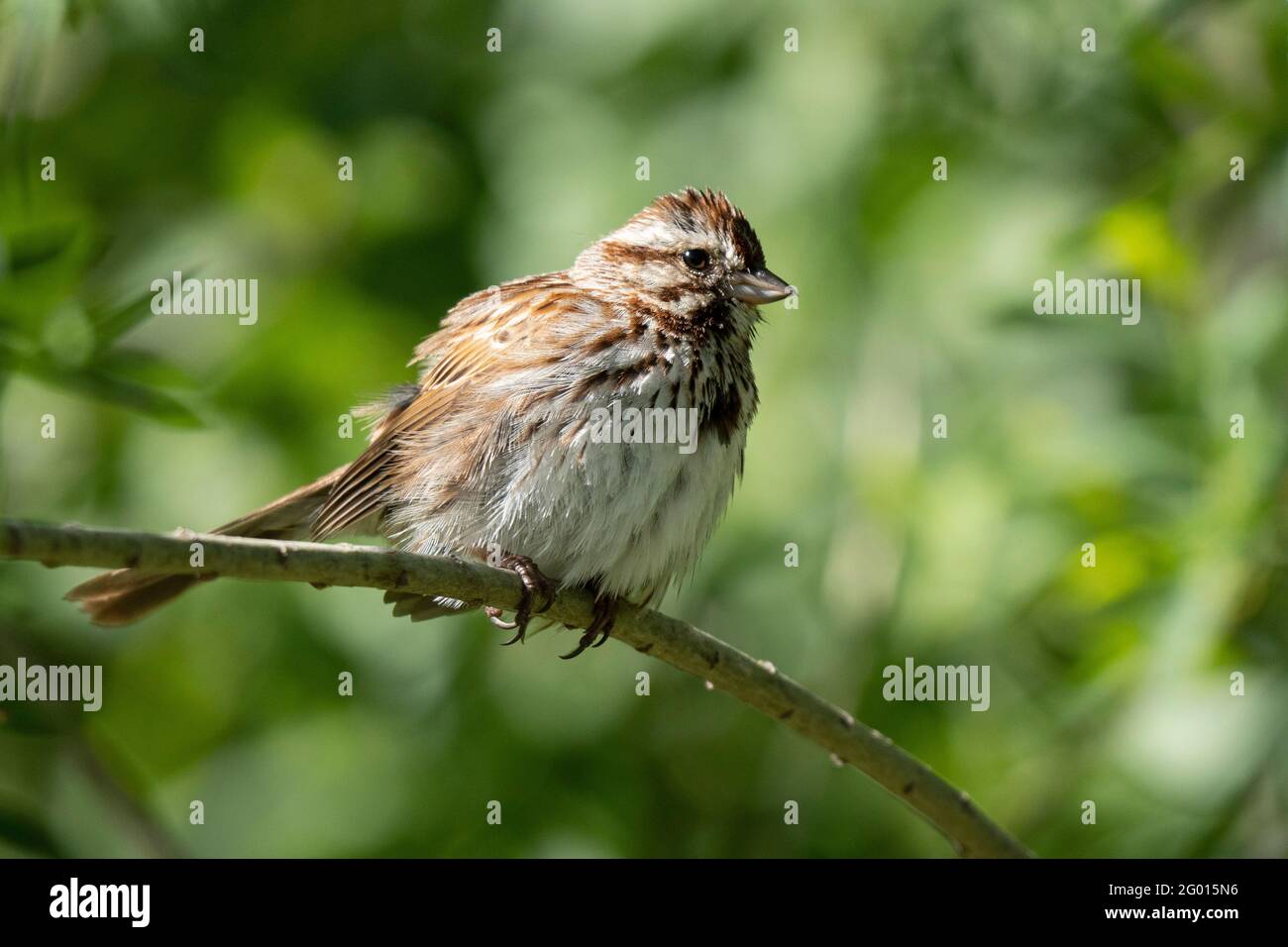 Sparrow de la canción (Melospiza melodia) Foto de stock