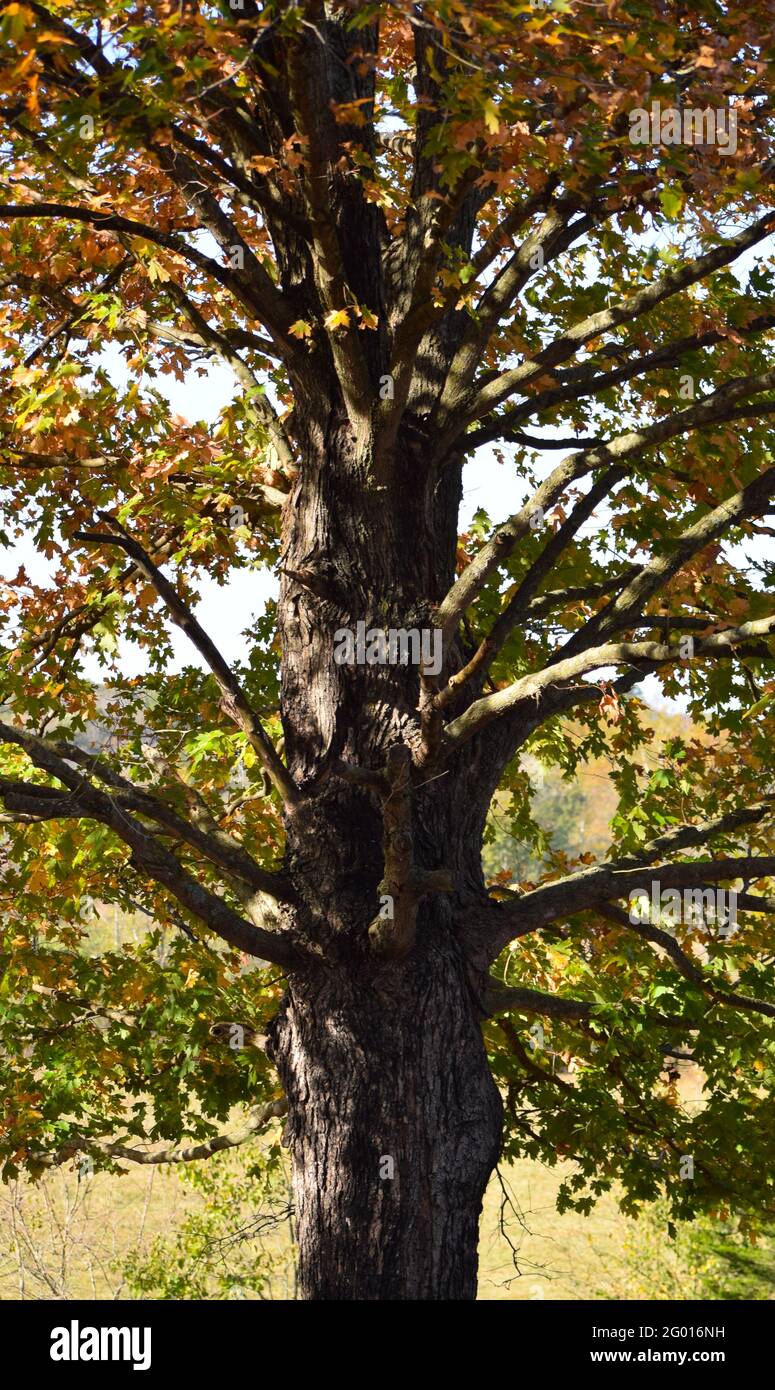 un tronco de árbol en otoño con hojas coloridas Foto de stock