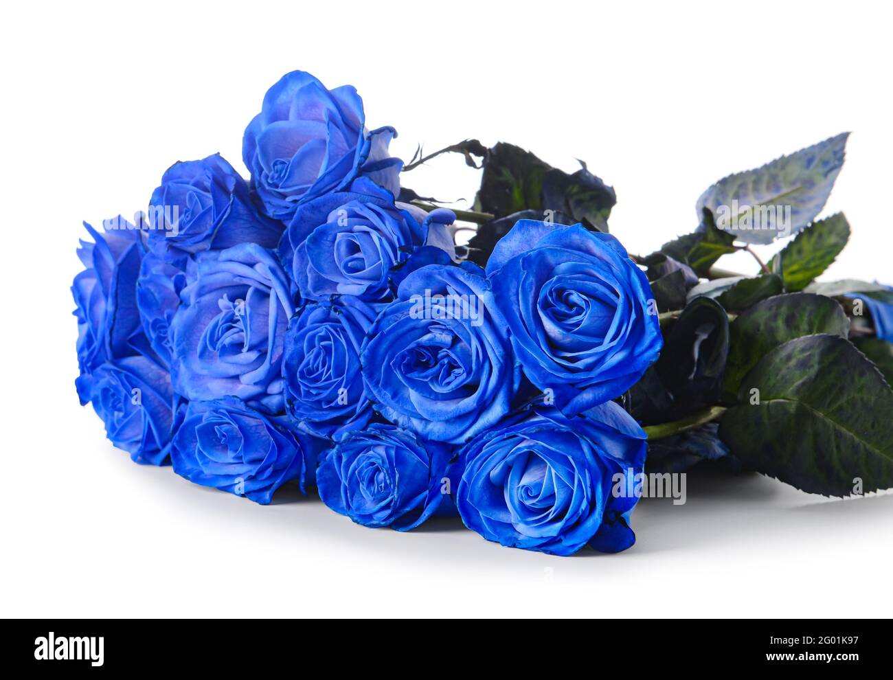 Hermosas Rosas azules sobre fondo blanco Fotografía de stock - Alamy