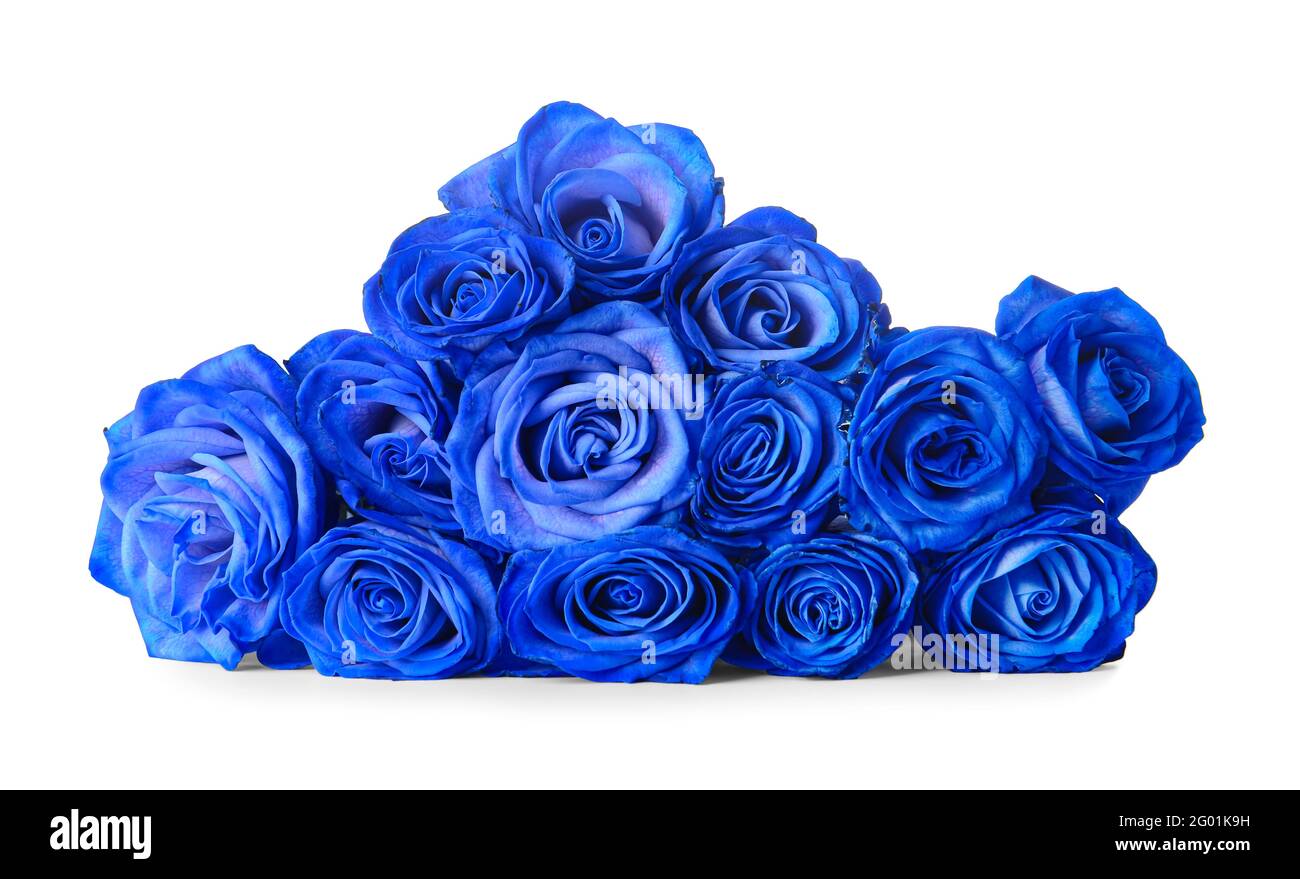 Hermosas Rosas azules sobre fondo blanco Fotografía de stock - Alamy