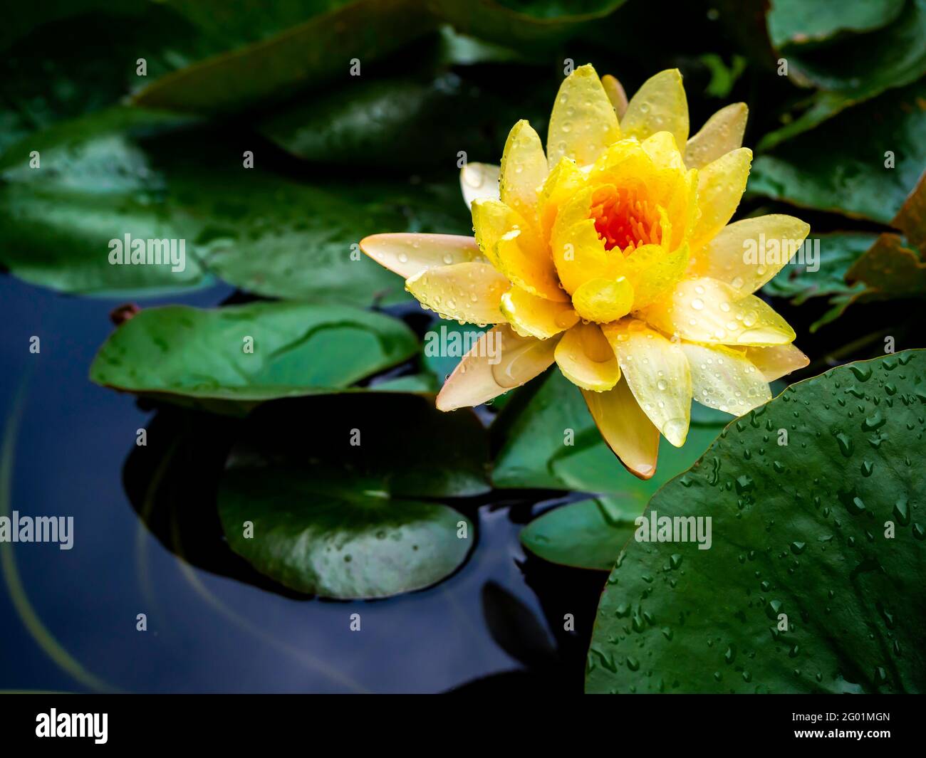 Hermosa flor de lirio de agua amarilla o flor de loto cubierto con muchas  gotas de agua después de llover en hojas verdes de loto y. superficie de  agua azul intenso bac