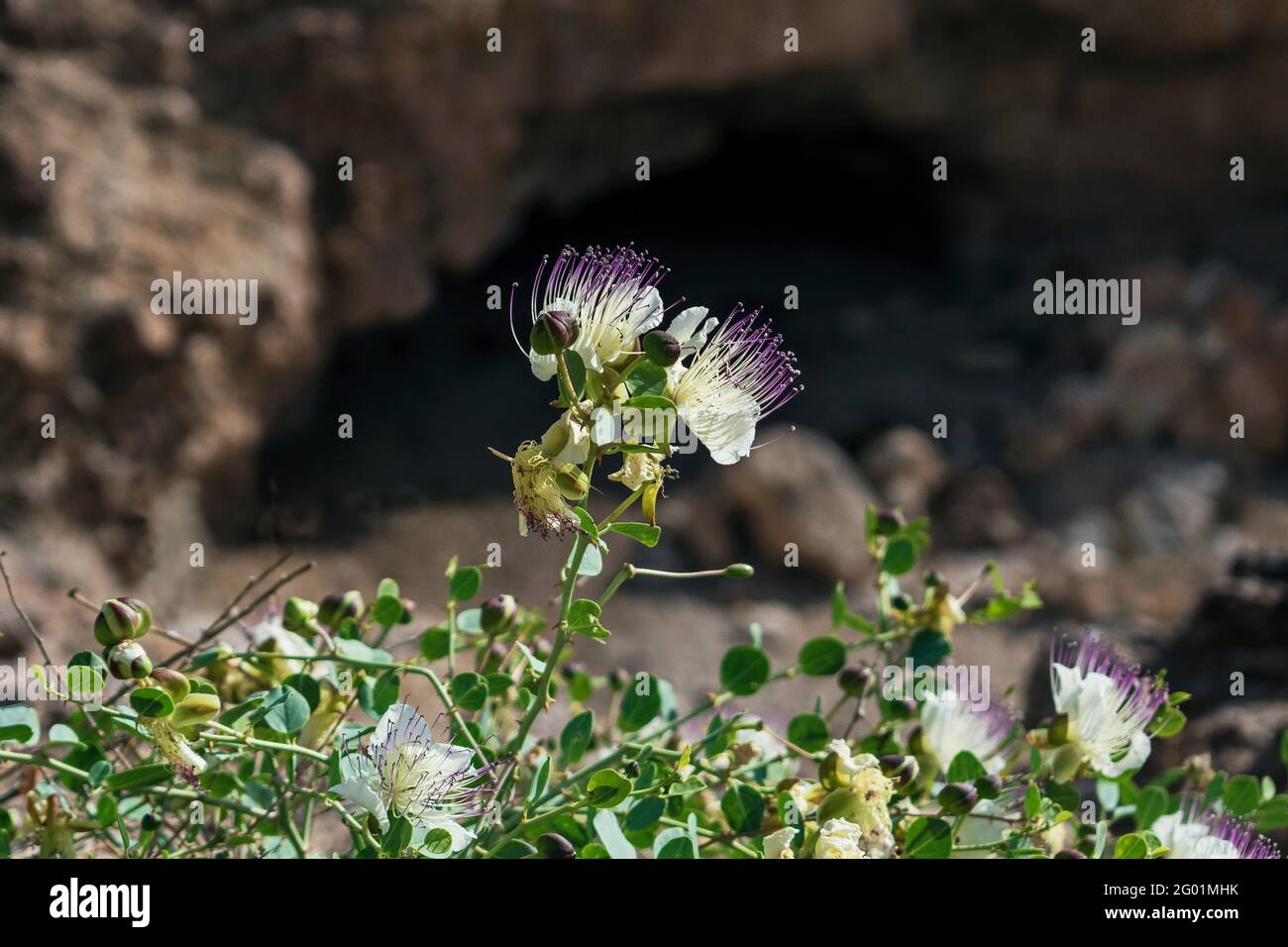 Arbusto de alcaparras espinosas Flores de Capparis spinosa sobre un saliente rocoso En el desierto de Negev con un oscuro acantilado borroso en segundo plano Foto de stock
