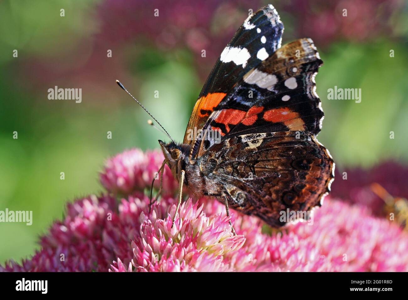 vanessa atalanta mariposa en flores rosadas chupa néctar, de cerca Foto de stock