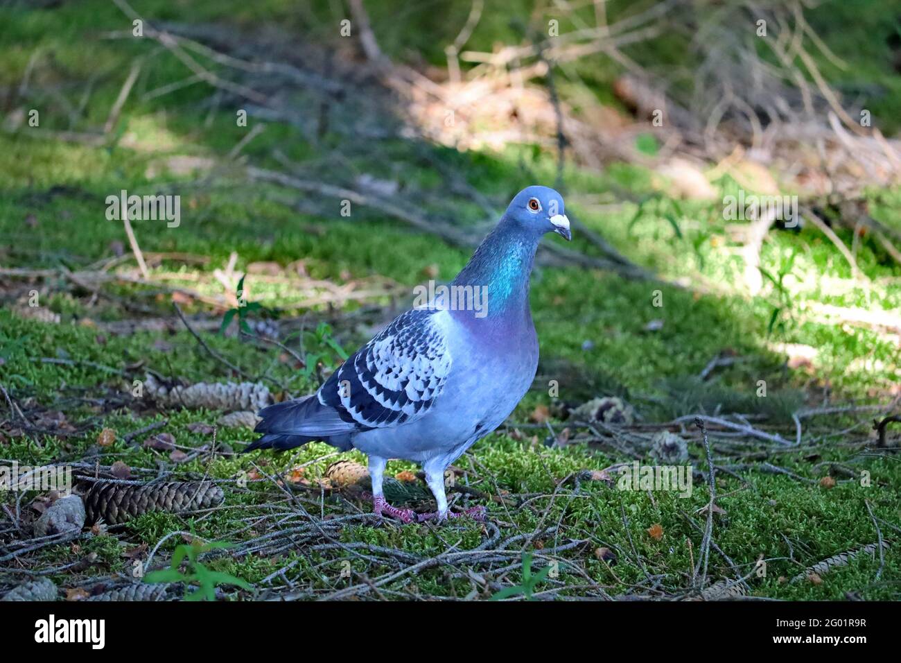 paloma de roca, Columba livia, de pie en tierra de bosque Foto de stock