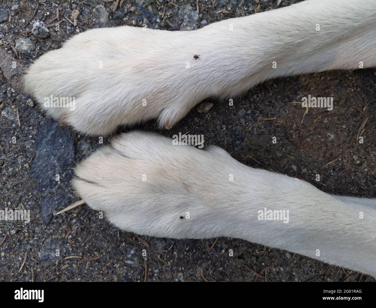 garrapatas, ixodes ricinus, sobre patas de perro blanco, cerca Foto de stock