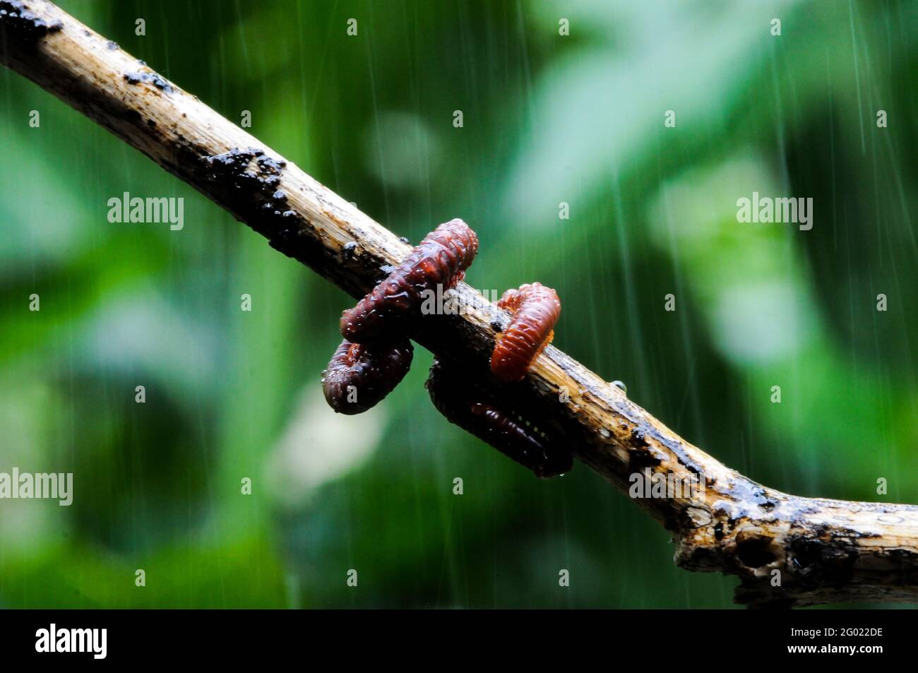 Milipeda gigante en rama y hoja de árbol, macrofotografía de insectos en el bosque Foto de stock