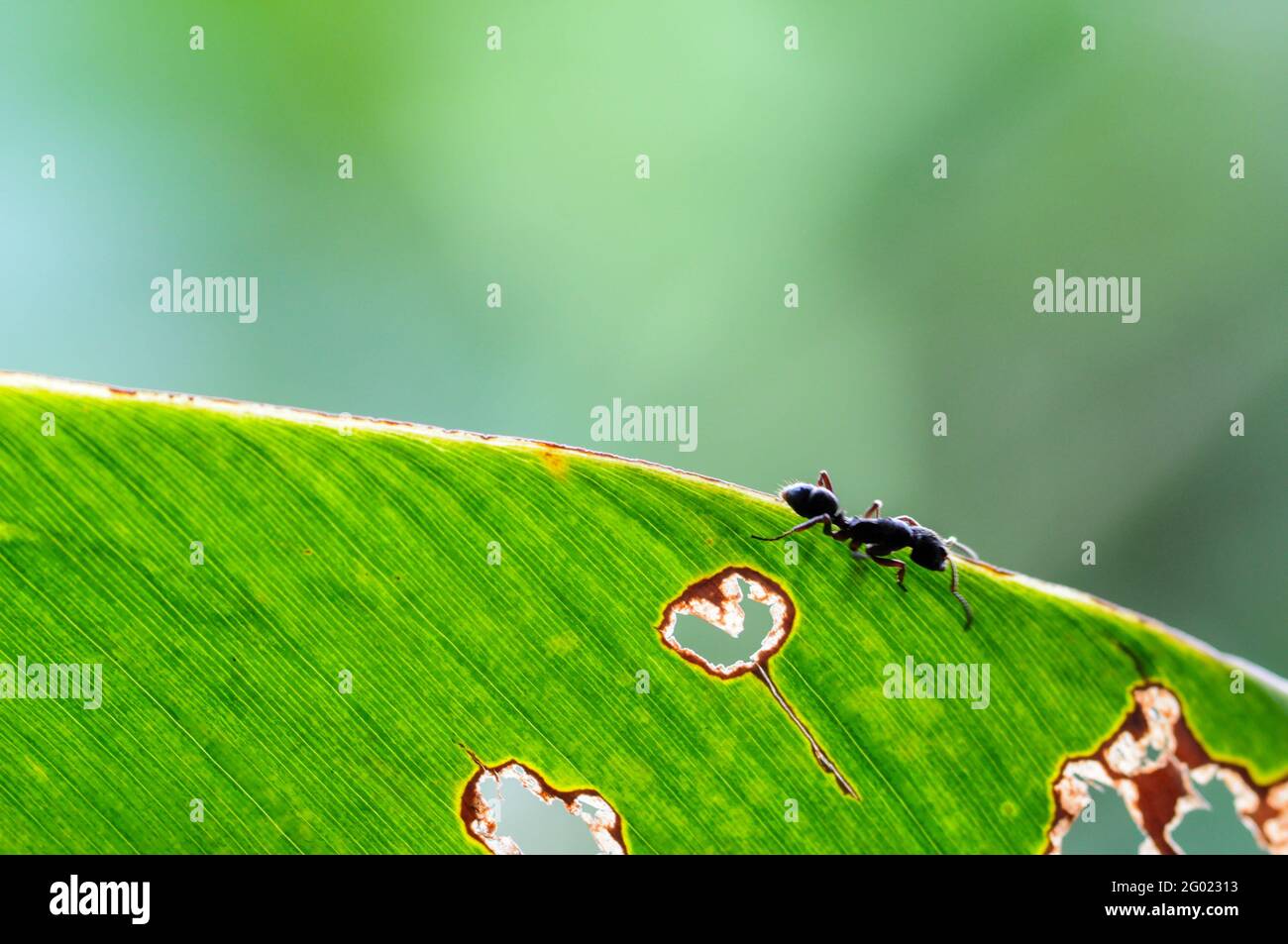 Primer plano de insectos o hormigas en la hoja de Papaya con enfoque en primer plano al aire libre en el bosque Foto de stock