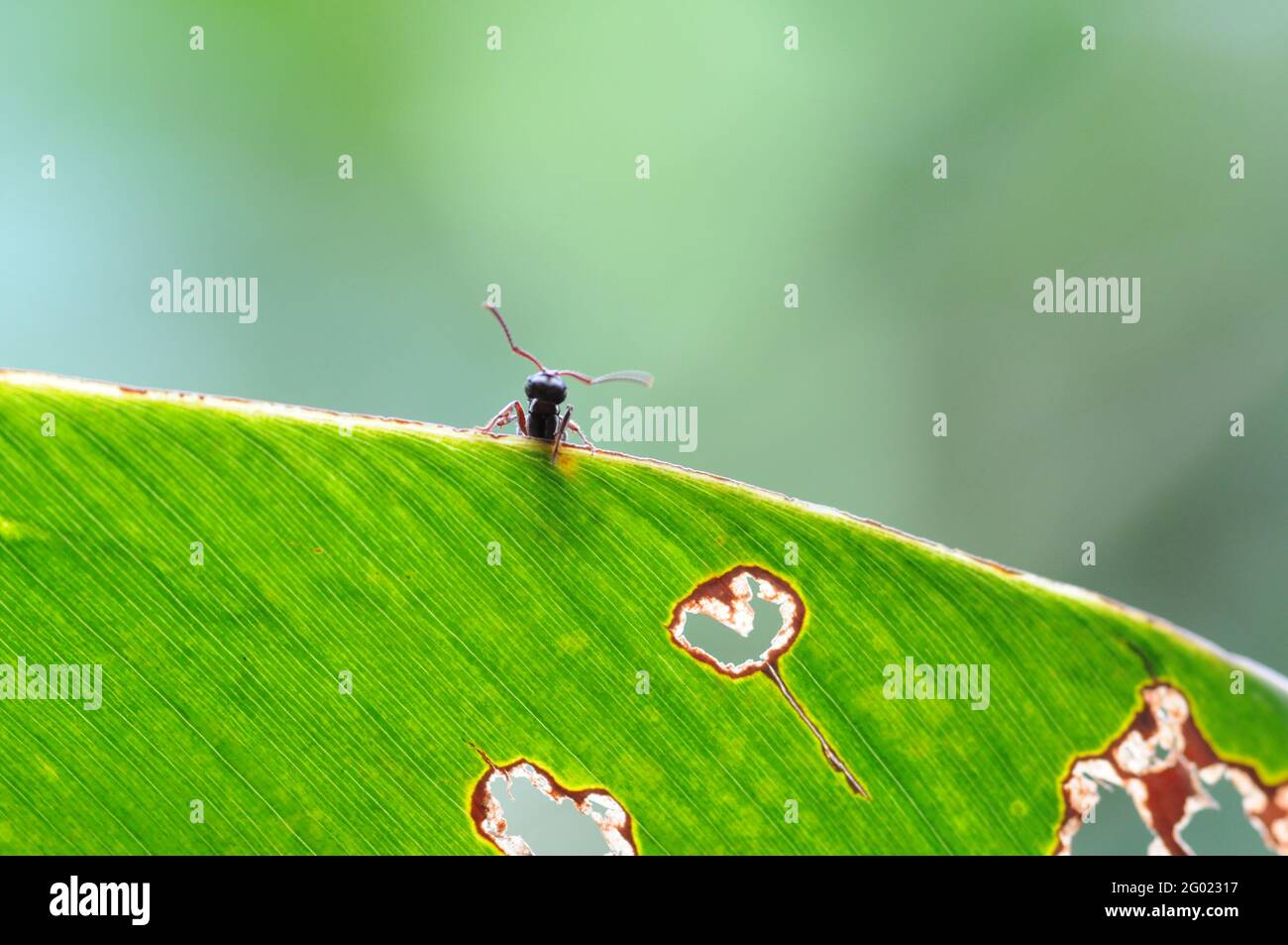 Primer plano de insectos o hormigas en la hoja de Papaya con enfoque en primer plano al aire libre en el bosque Foto de stock