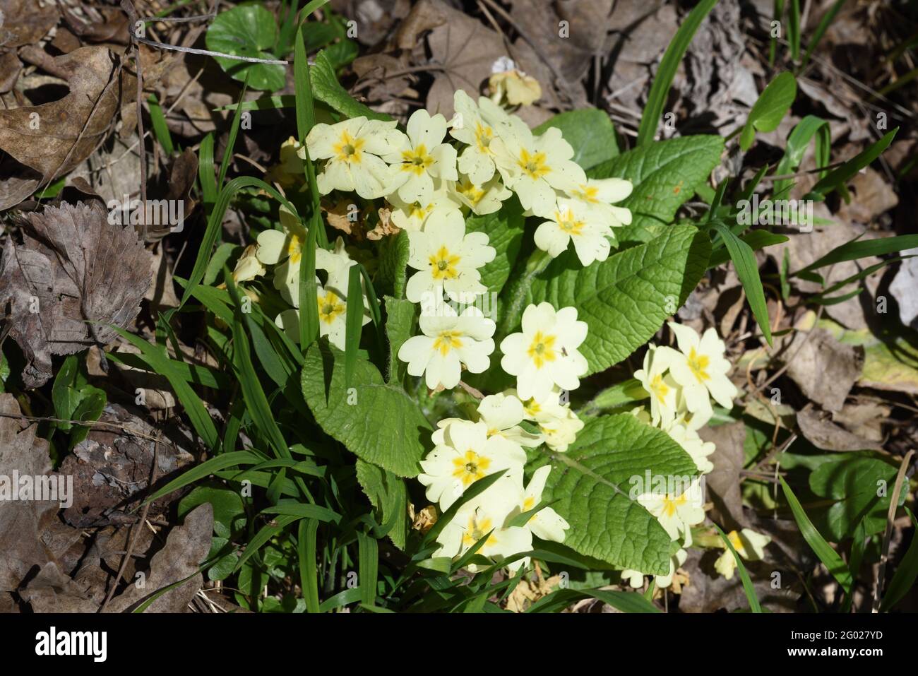 Common Primrose Primula vulgaris Foto de stock