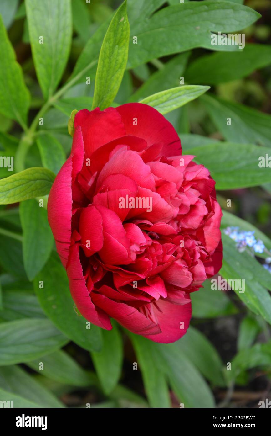 Paeonia Officinalis Rubra Plena Cambridge, Reino Unido, Espacio floral puramente hermoso y pacífico Foto de stock