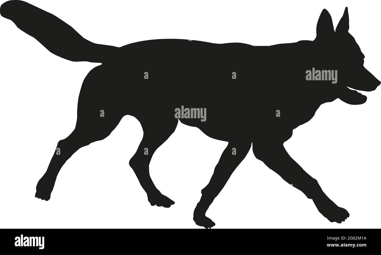 salud Alta exposición Planta Perrito checoslovaco del wolfdog corriendo. Silueta de perro negro.  Animales de compañía. Aislado sobre fondo blanco. Ilustración vectorial  Imagen Vector de stock - Alamy
