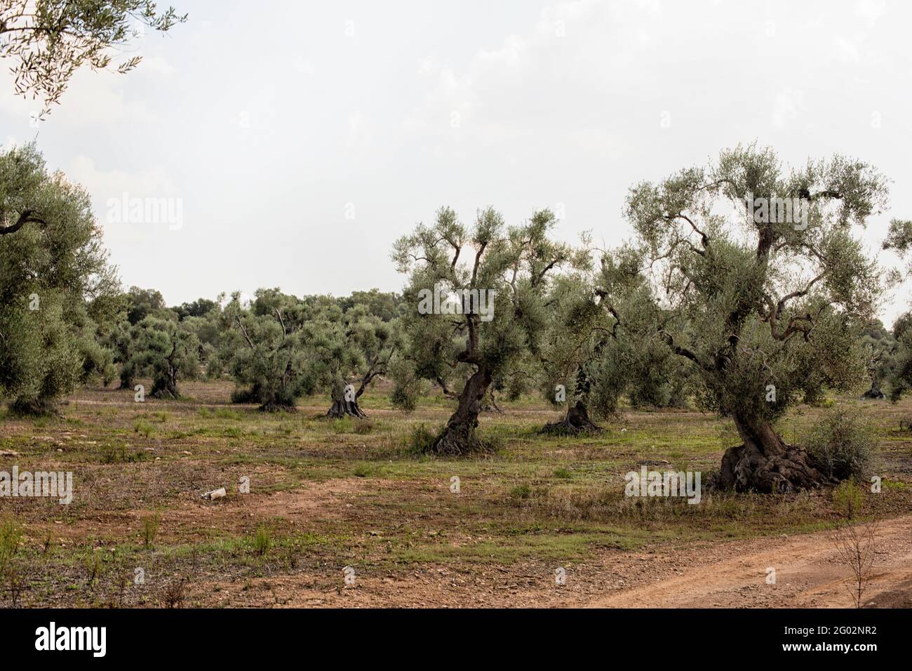 Viejo olivo (Olea europaea) en olivos cerca de Ostuni, Apulia (Puglia), Sur de Italia Foto de stock