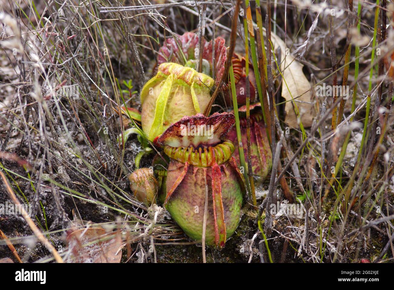 Cephalotus follicularis, la planta lanzadora de Australia Occidental, en hábitat natural Foto de stock