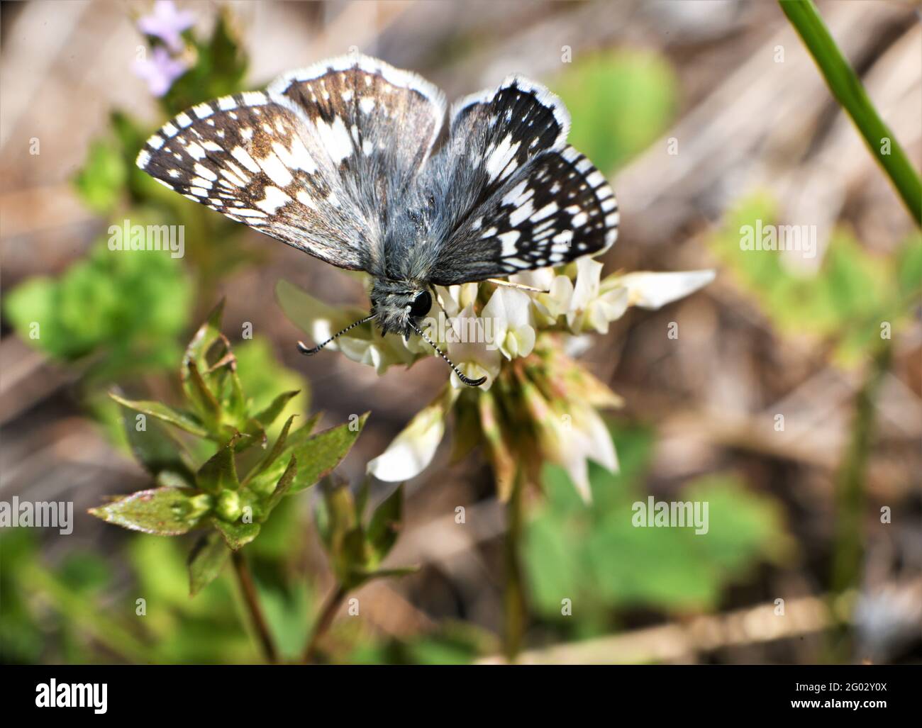 Una mariposa de cuadros blancos bailando alrededor de la recolección del néctar. Foto de stock