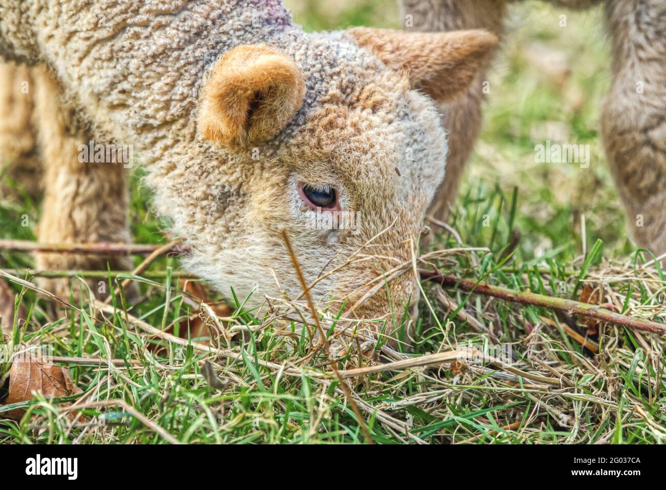 Primer plano retrato del cordero comiendo hierba. Co. Wexford. Irlanda. Foto de stock