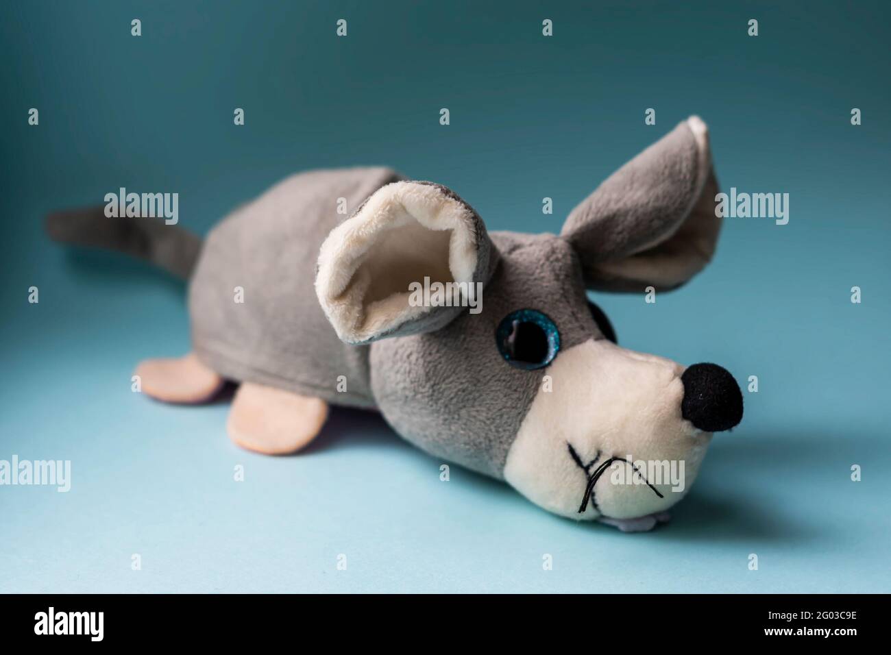 Peluche perro gris juguete sobre fondo azul. Interior, luz de día Vista frontal. Foto de stock