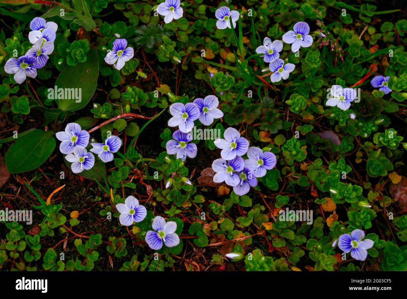Hierba con pequeñas flores de bosque azul. Verónica flores fondo de colores  vibrantes azul y verde. Prado floral natural con flores pequeñas y brigh  Fotografía de stock - Alamy