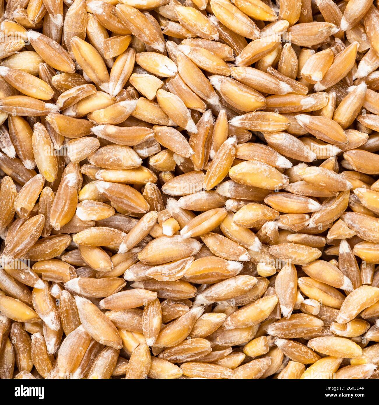 Textura de grano de trigo foto de archivo. Imagen de comida - 187567368