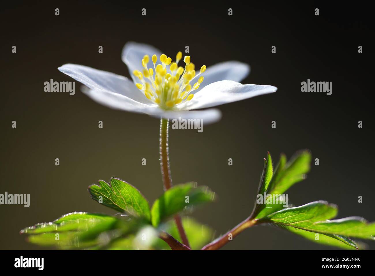 Anémona de madera (Anemone nemorosa) de cerca. Flor de primavera. Foto de stock