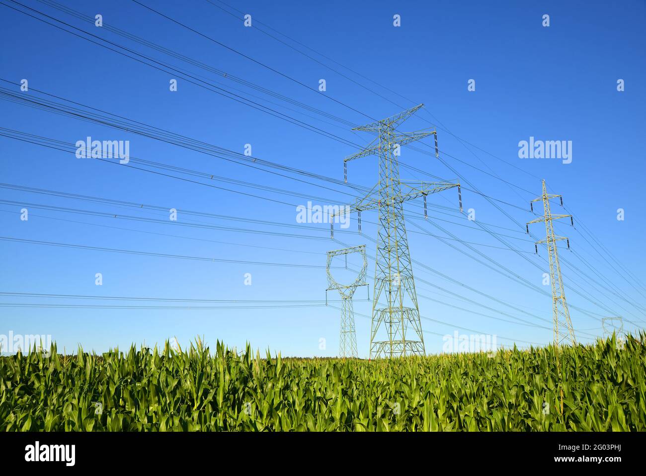 Pilones eléctricos en el campo de maíz. Torre de transmisión con cielo azul soleado al fondo. Foto de stock