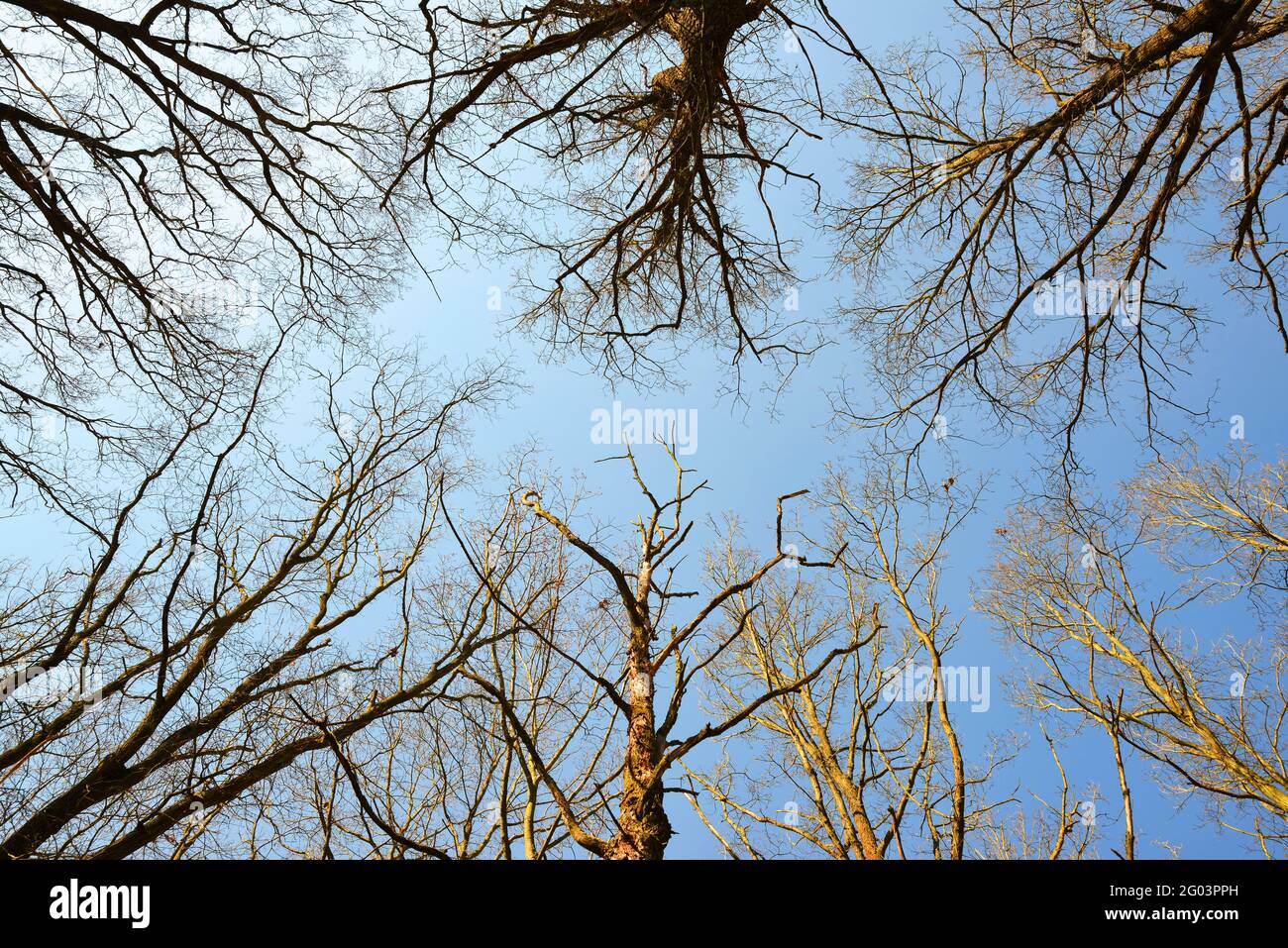 Las cimas de los árboles secos sin hojas con cielo azul soleado. Foto de stock