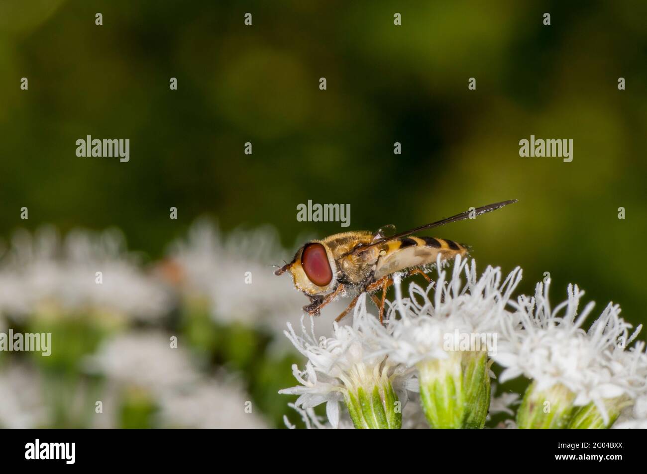 Vadnais Heights, Minnesota. Bosque de John H. Allison. Vista lateral de primer plano de una mosca de la flor alimentándose de la flor blanca del snakeroot a finales del verano. Foto de stock