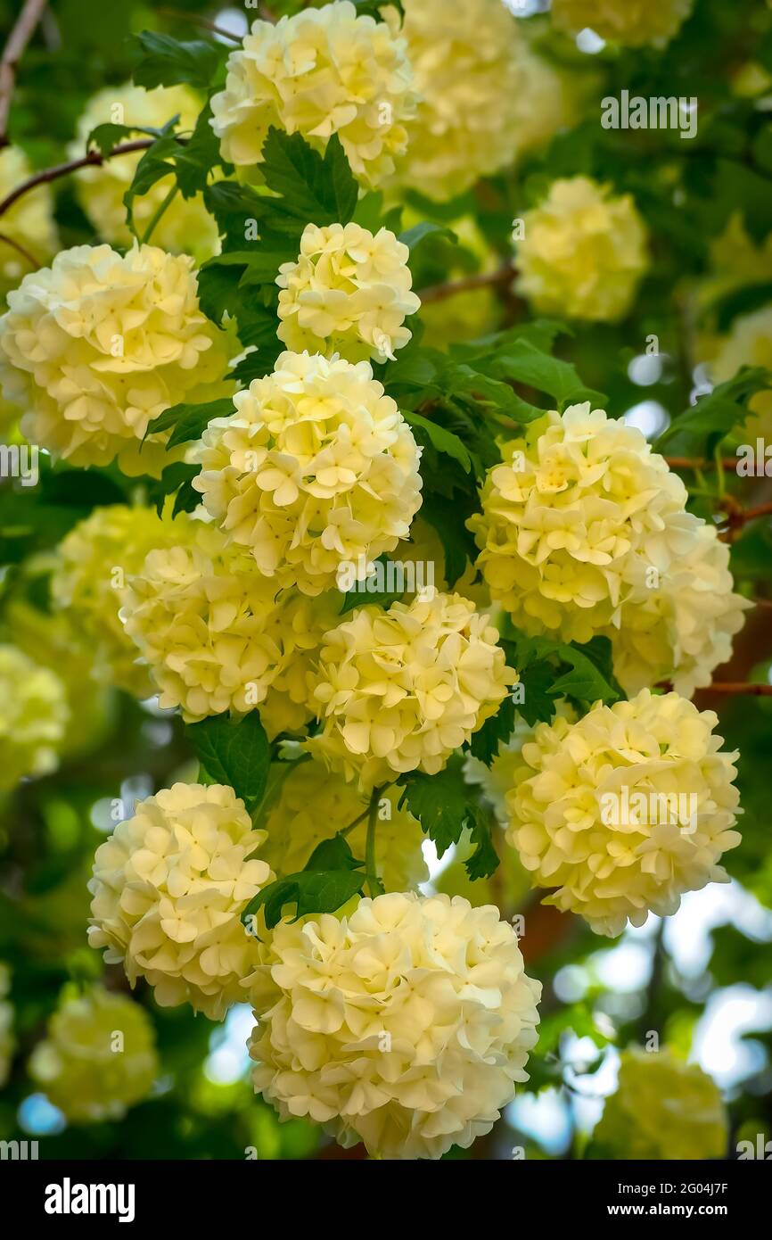Primer plano de las hortensias panicadas amarillas Fotografía de stock -  Alamy