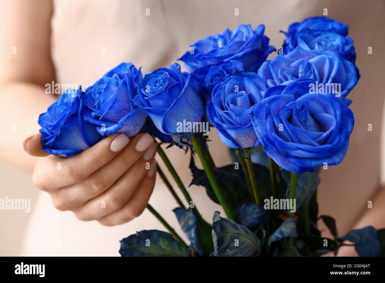 Mujer con hermosas rosas azules sobre fondo claro, primer plano Fotografía  de stock - Alamy