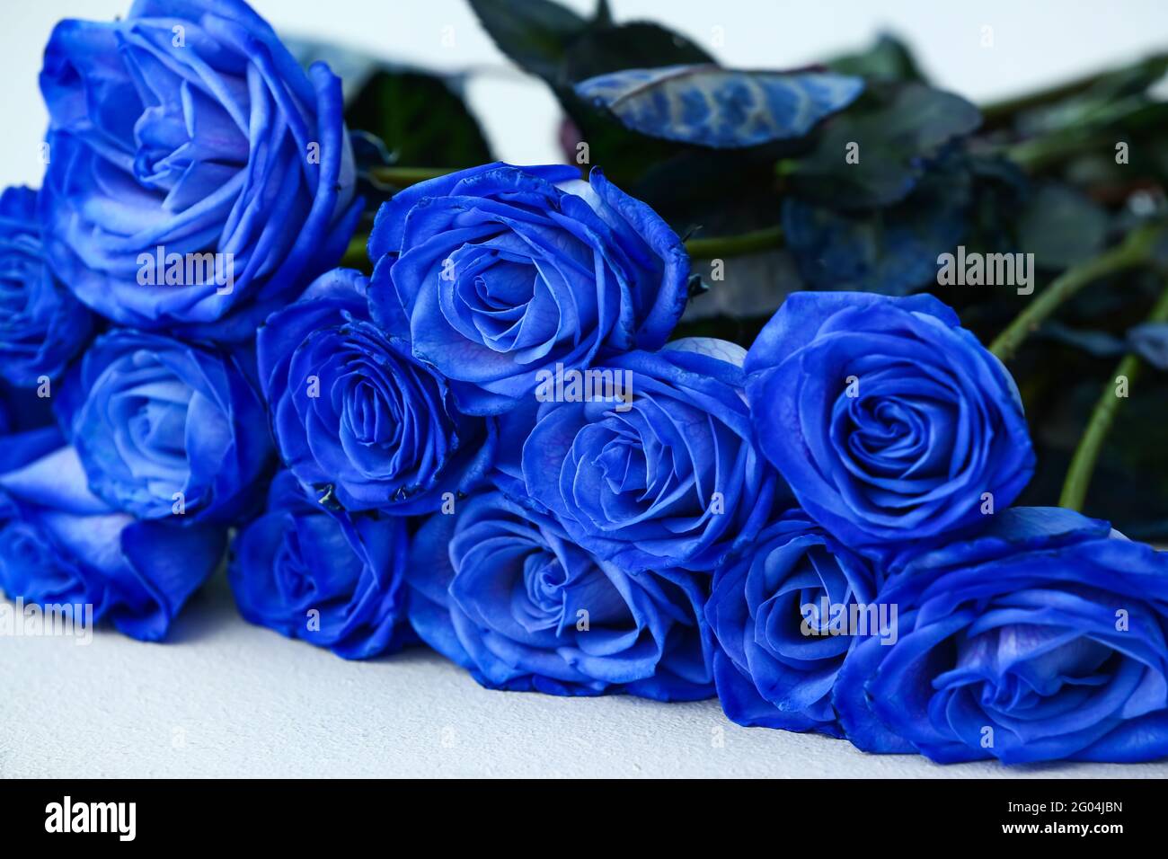 Hermosas rosas azules sobre fondo de color, primer plano Fotografía de  stock - Alamy
