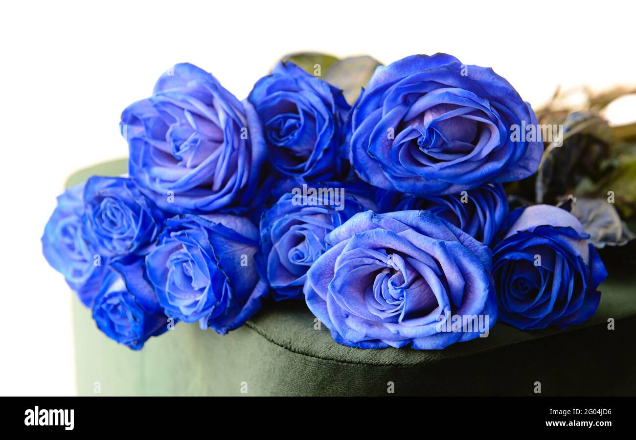 Hermosas rosas azules en la silla, de cerca Fotografía de stock - Alamy