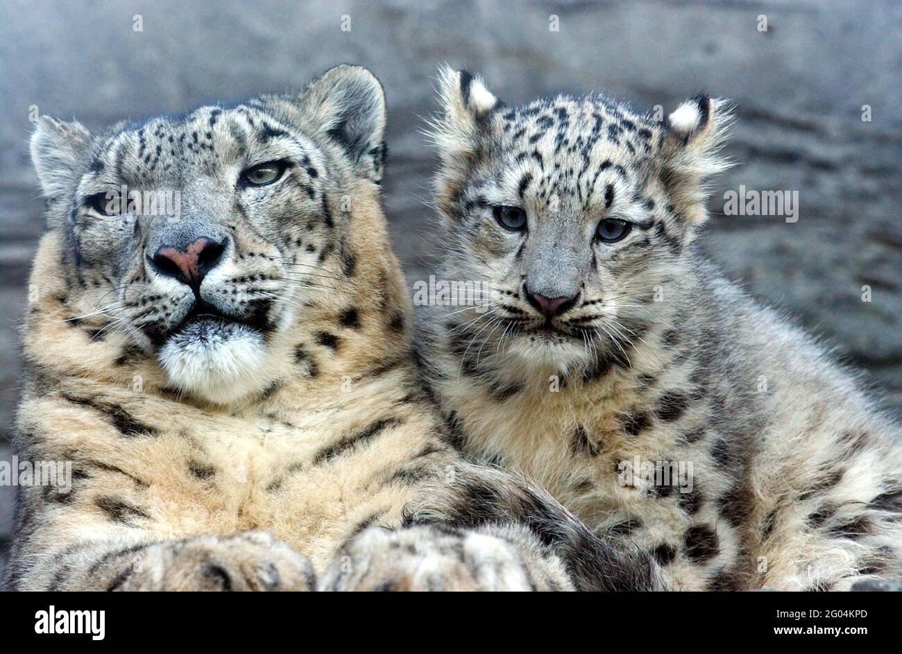 Vishnu El Leopardo De La Nieve Del Bebe Hizo Su Mejor Para Hacerla Una Navidad Blanca Este Ano Como El Hizo Sus Primeros Pasos Tentativos En El Mundo Bajo El Ojo Vigilante