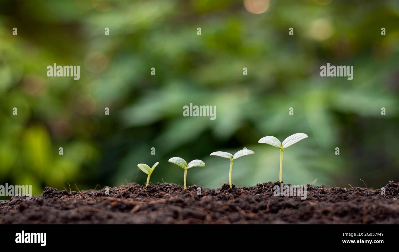 Pequeños árboles de diferentes tamaños que crecen sobre fondo verde concepto de cuidar el medio ambiente y el mundo. Foto de stock