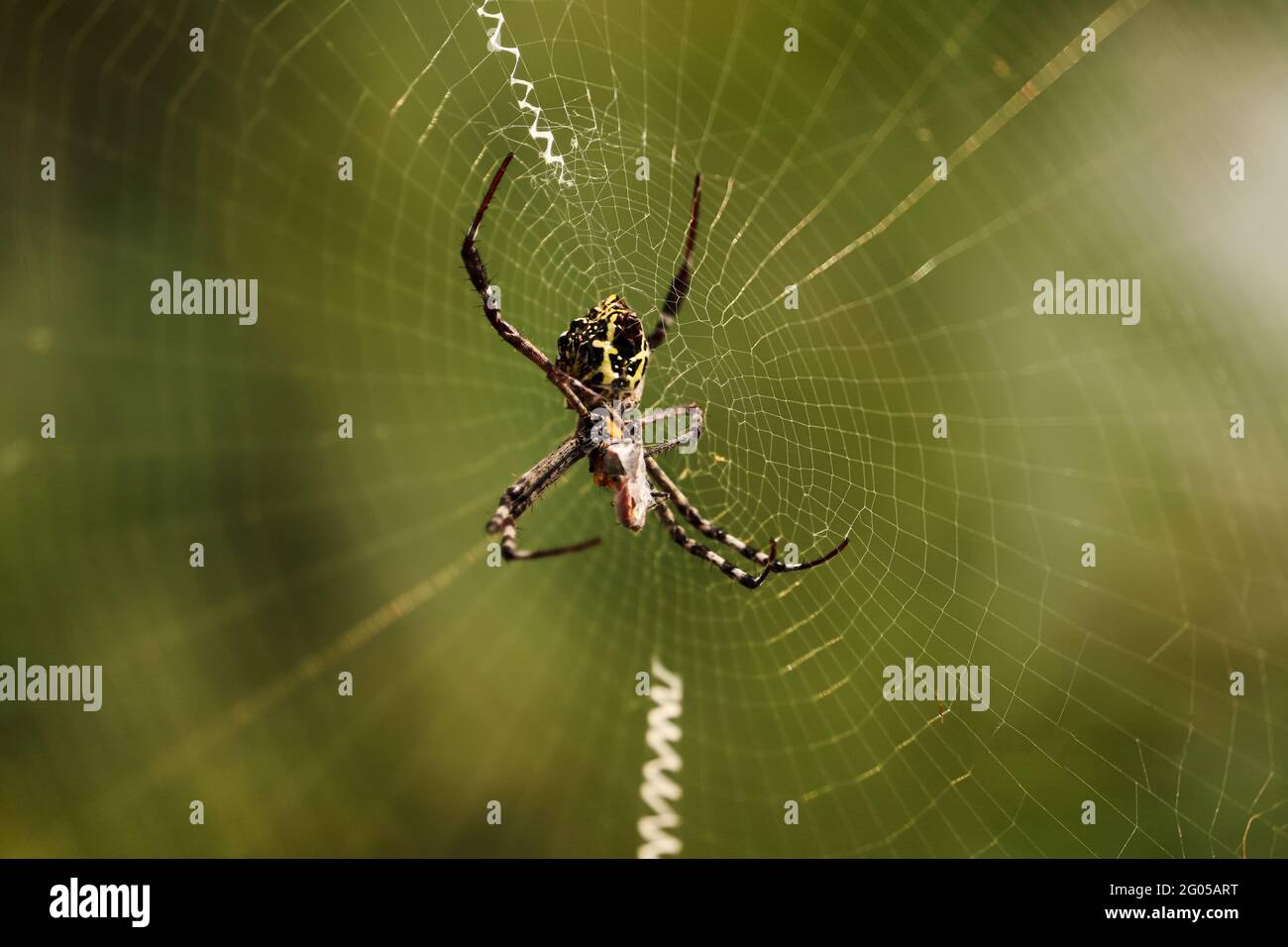 Araña en Wed Foto de stock