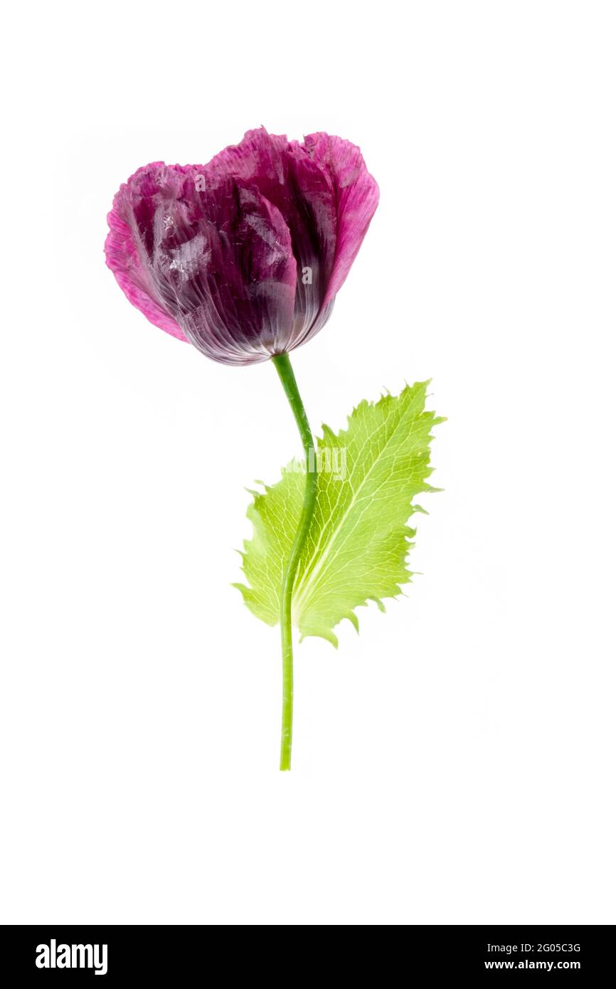 Flor de amapola morada Imágenes recortadas de stock - Alamy
