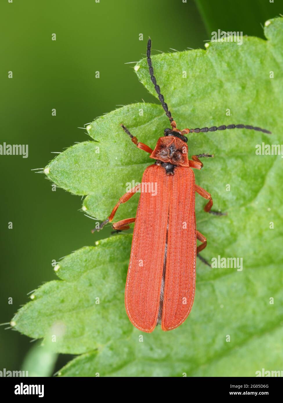 Escarabajo rojo con alas de red - Dictyoptera simplicipes Foto de stock