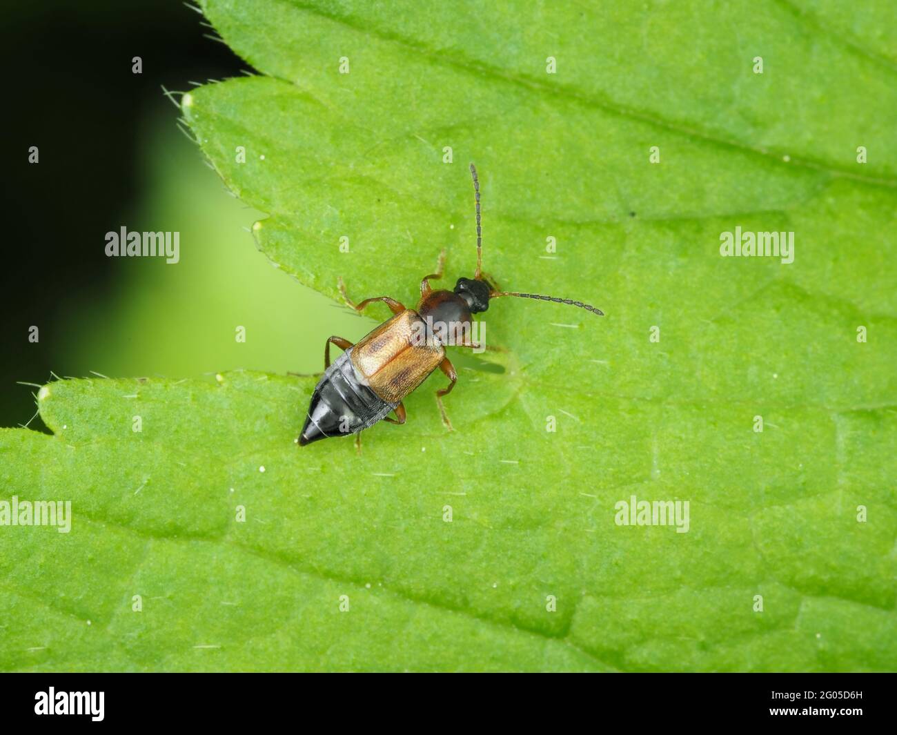 Escarabajo rove en la tribu Anthophagini, posiblemente PTelecomalium sp. - macro insecto Foto de stock