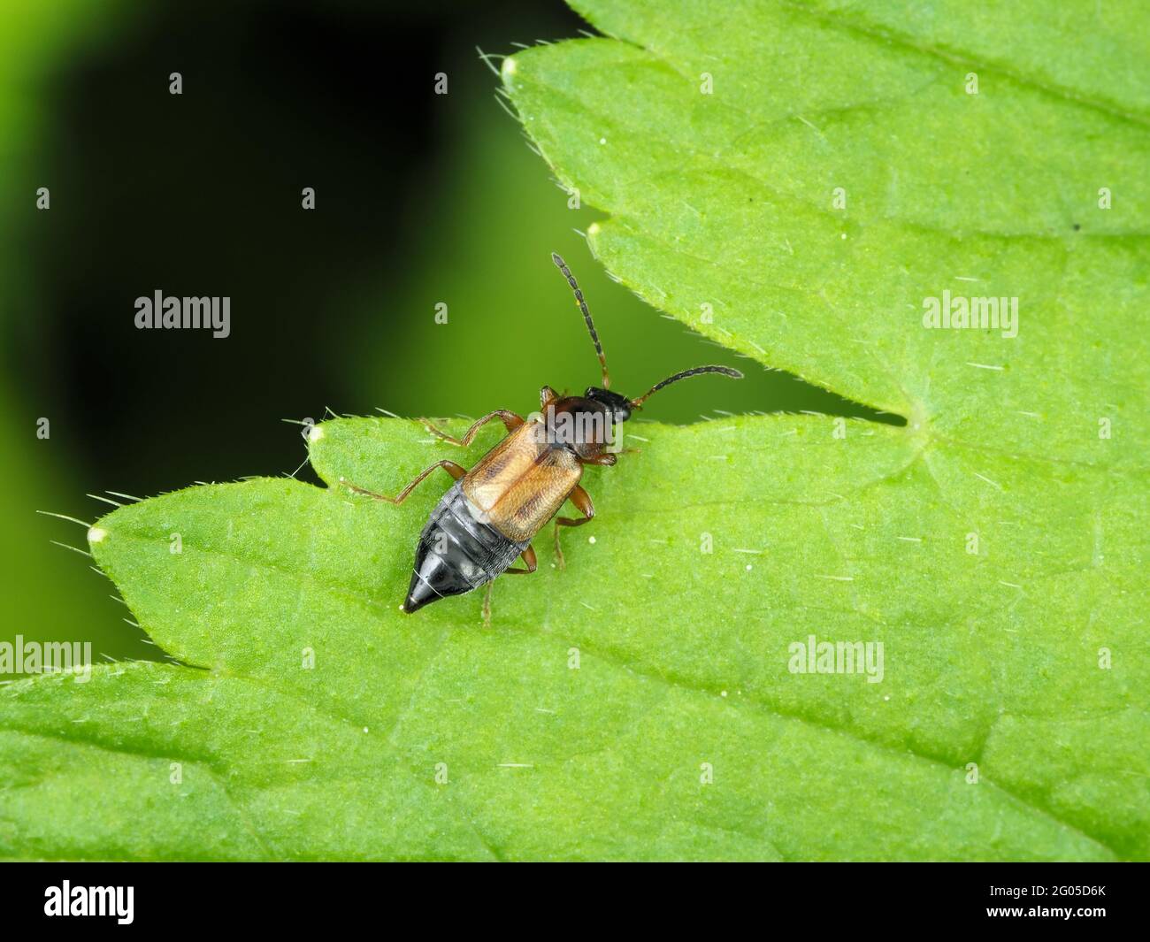 Escarabajo rove en la tribu Anthophagini, posiblemente PTelecomalium sp. Foto de stock