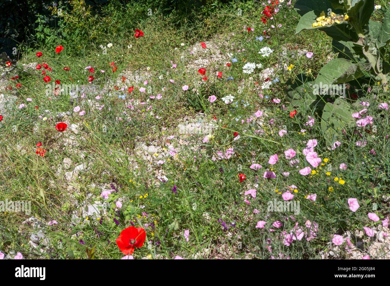 Amapolas y otras flores de prados, aldea de Blagaj cerca de Mostar, manantial del río Buna, Herzegovina, Bosnia y Herzegovina Foto de stock