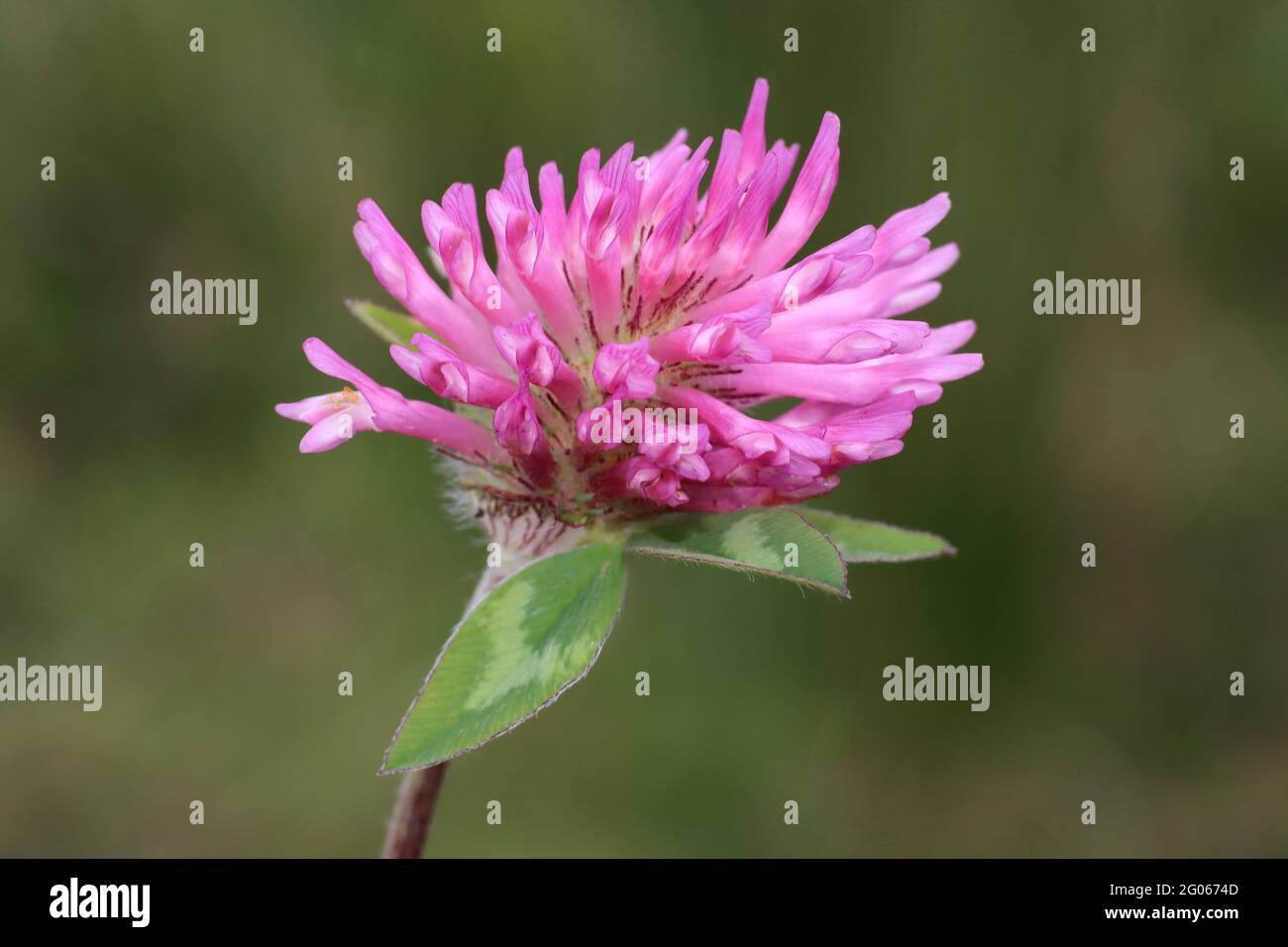 Flor nacional de dinamarca fotografías e imágenes de alta resolución - Alamy Flor nacional de dinamarca fotografías e imágenes de alta resolución - Alamy