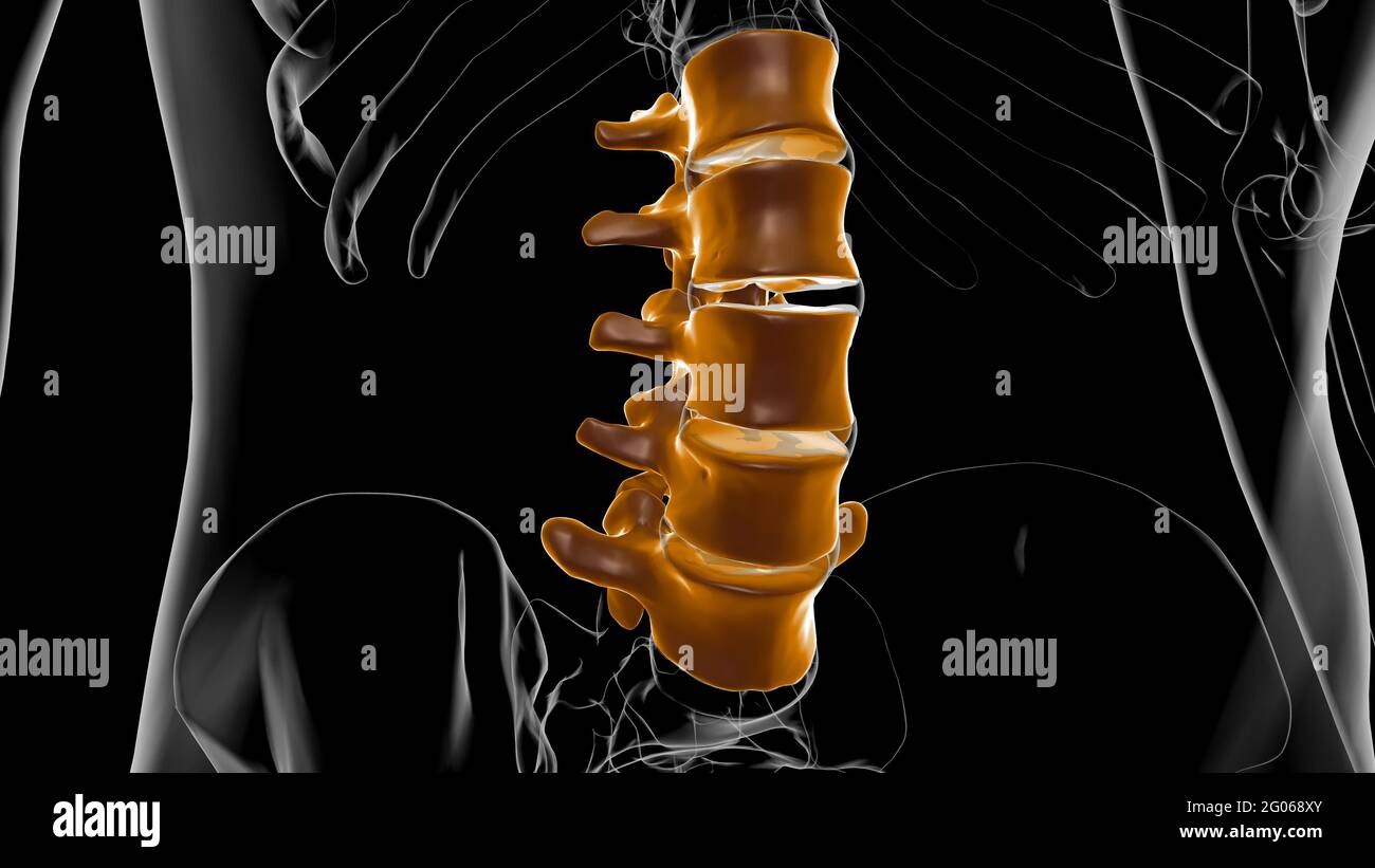 Esqueleto humano columna vertebral vértebras lumbares Anatomía 3D Ilustración Foto de stock