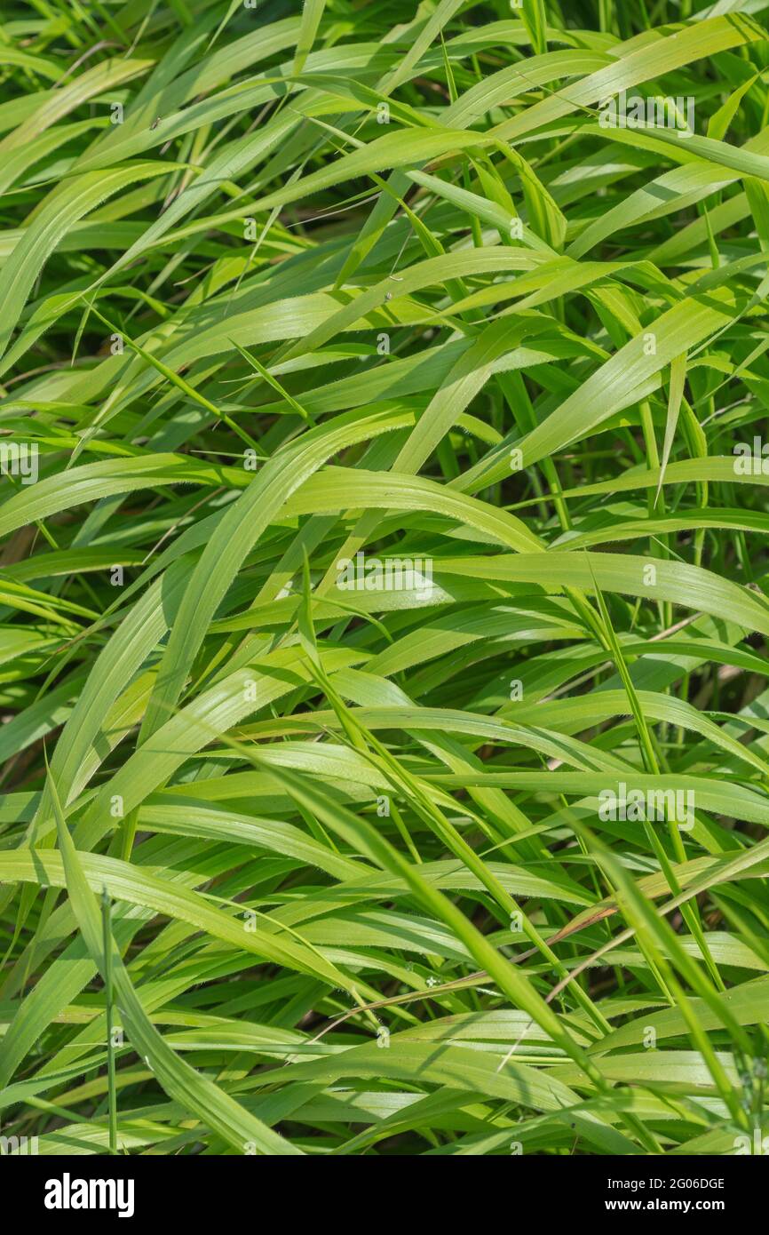 Masa mate de hojas de hierba verde brillante (podría ser una cornisa sin embargo) en un sedgerow británico. Para el resumen sobre el medio ambiente, el control de las malezas, en la hierba larga. Foto de stock