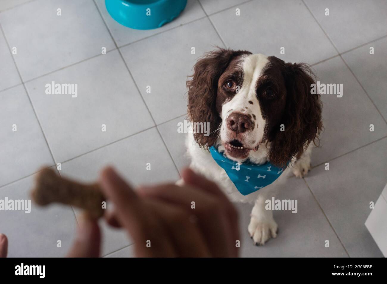 Enfoque selectivo de un perro springer spaniel mirando una cookie en poder  de su propietario Fotografía de stock - Alamy