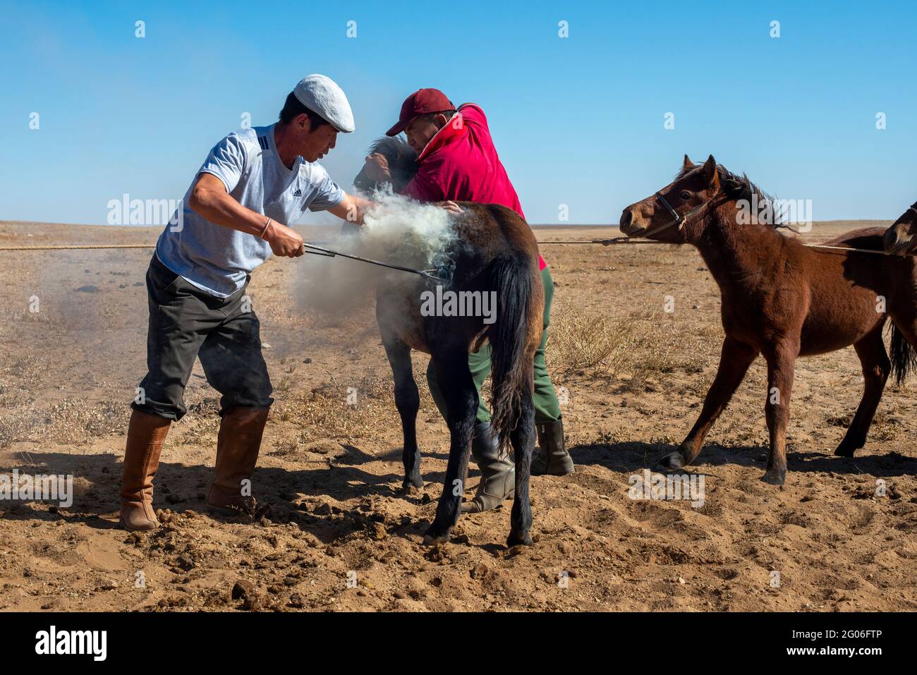 Marca Foal o Colt. En septiembre-octubre las familias nómadas marca a caballo joven con estampilla caliente para demostrar la propiedad. Dorno-Gobi Aimag. Mongolia Foto de stock