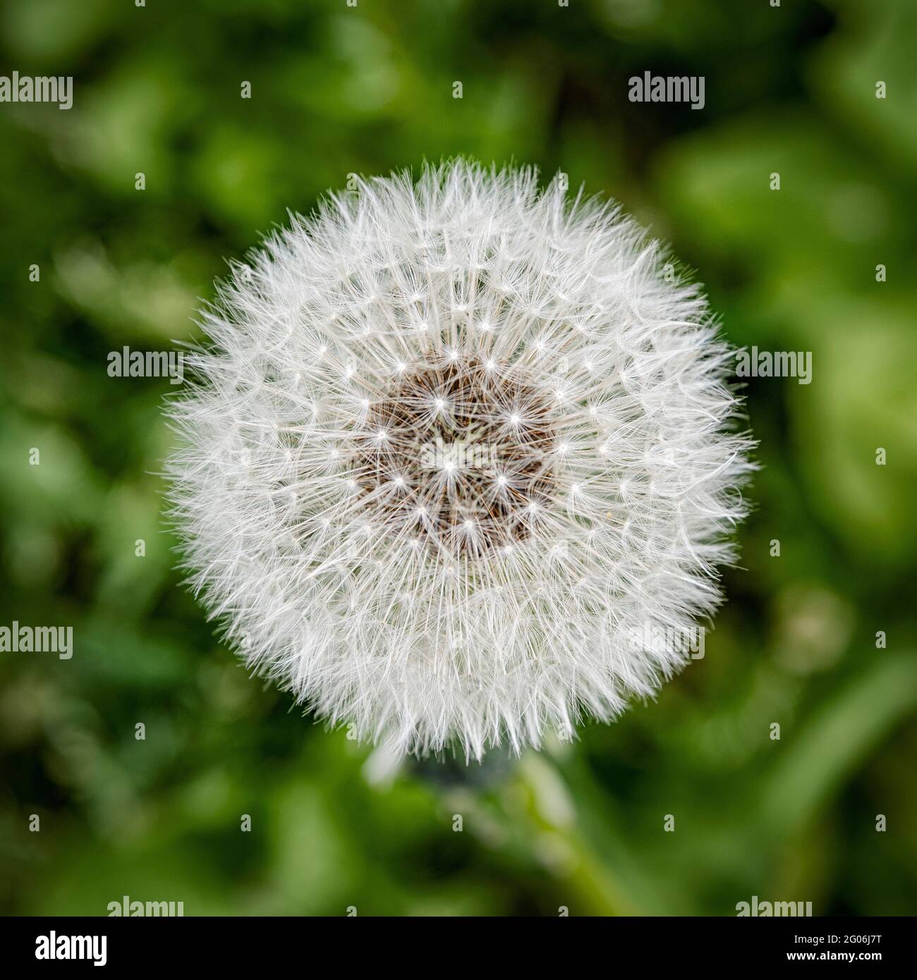 Una flor de diente de león blanco cabeza de semilla como visto desde arriba. Y cerca. Foto de stock