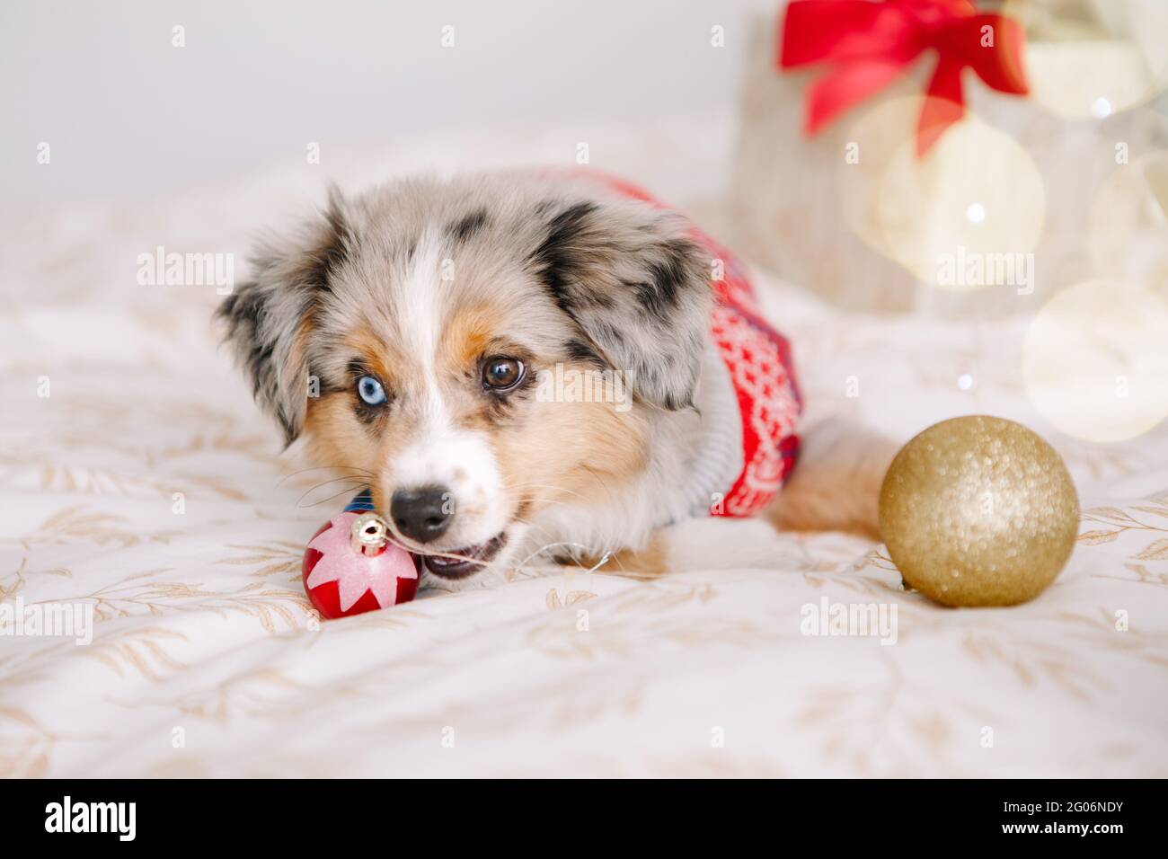 Un perro pequeño y lindo tumbado en la cama en casa con adornos navideños bolas. Celebración de Navidad de Año Nuevo. Adorable miniatura australiana Foto de stock