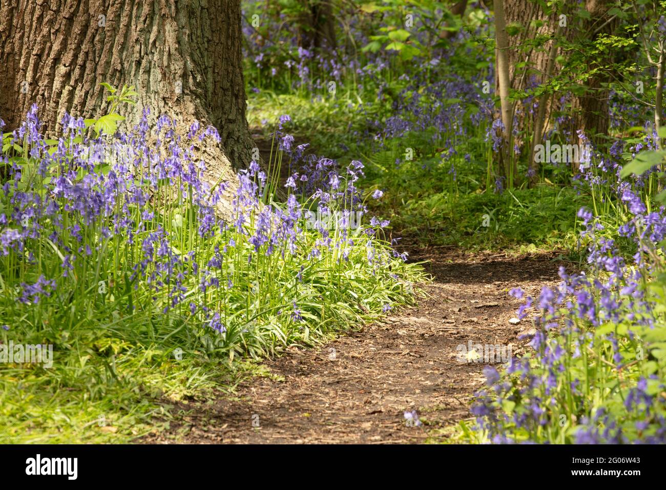 Caminar En Los Bosques Fotos e Imágenes de stock Alamy