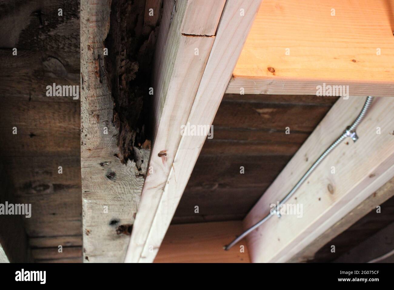 Vigas de suelo dañadas por termitas Sistered with New Wood for Additional Support Foto de stock